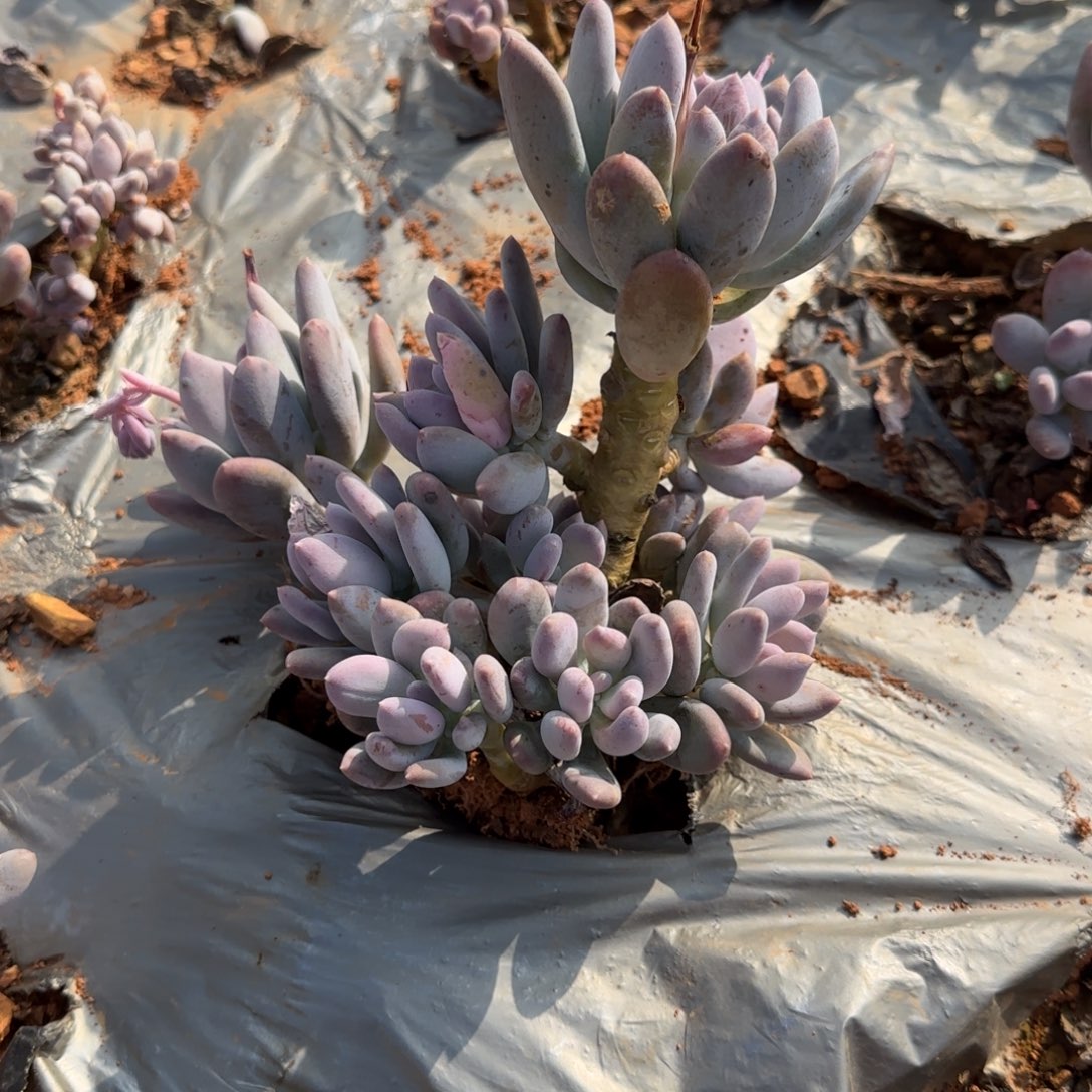 鱼***可以的哈亲爱得在那里睡着的哈