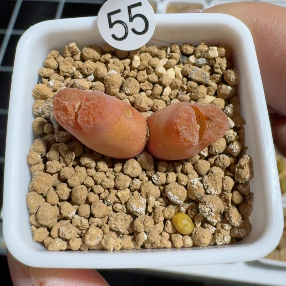 兮*55......多肉......