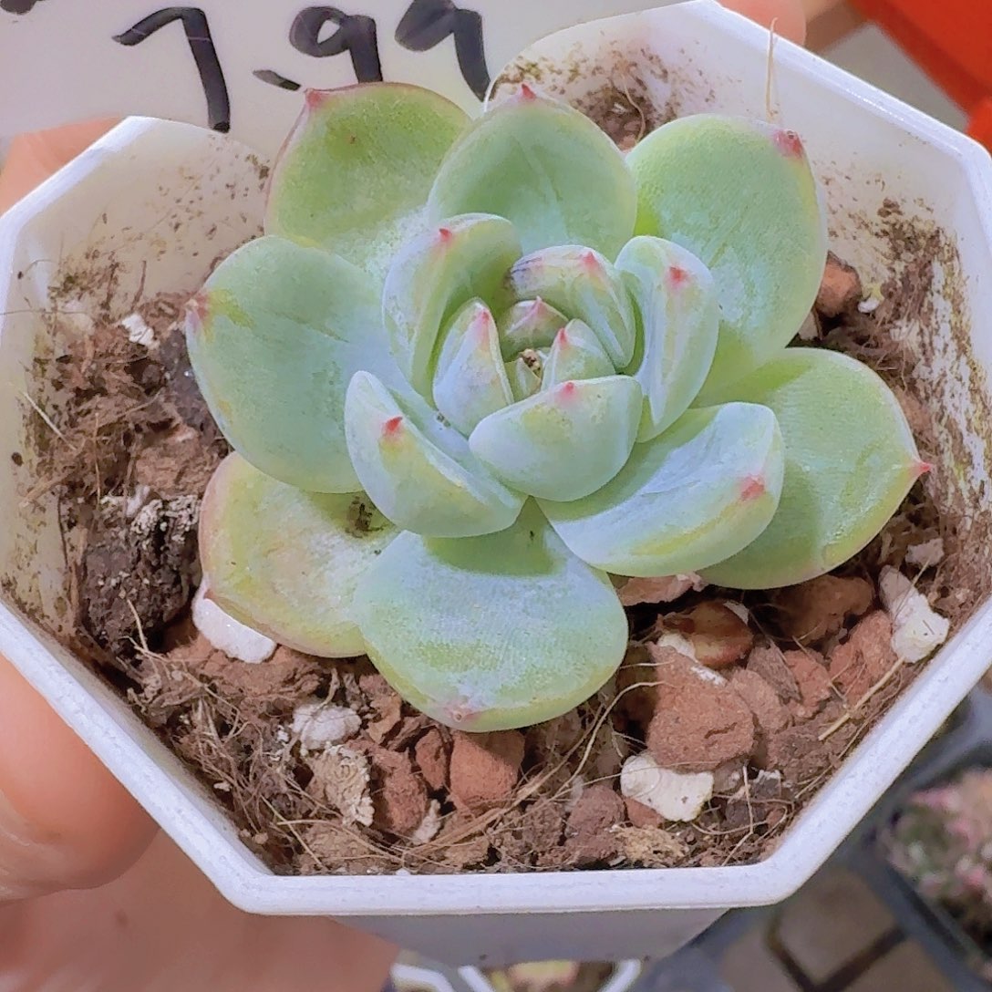 雪花珍妮多肉植物