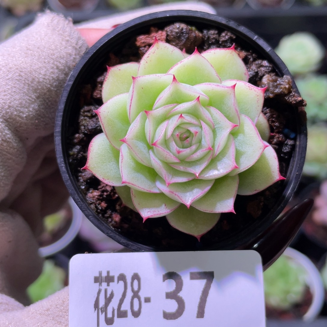 花利美28-37麦秆单头