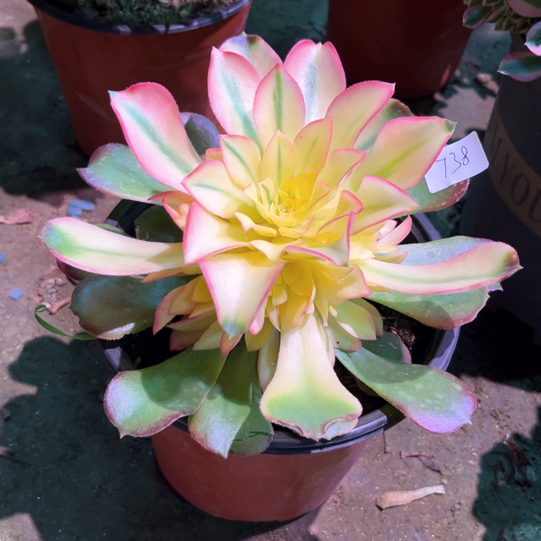 多肉植物香妃738