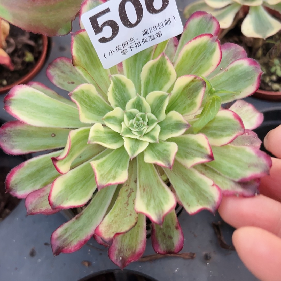 多肉植物506多肉波澜