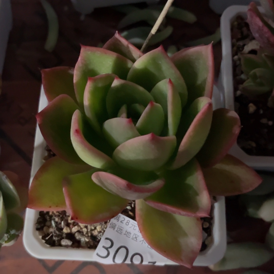 大3091）c cv n n n