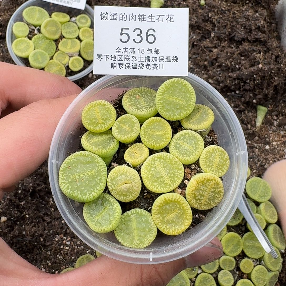 536 哈哈哈哈哈哈哈哈哈