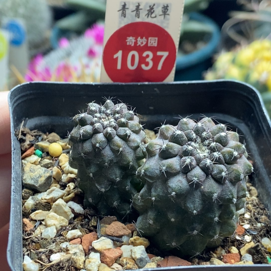 实生双头鱼鳞丸一颗仙人球