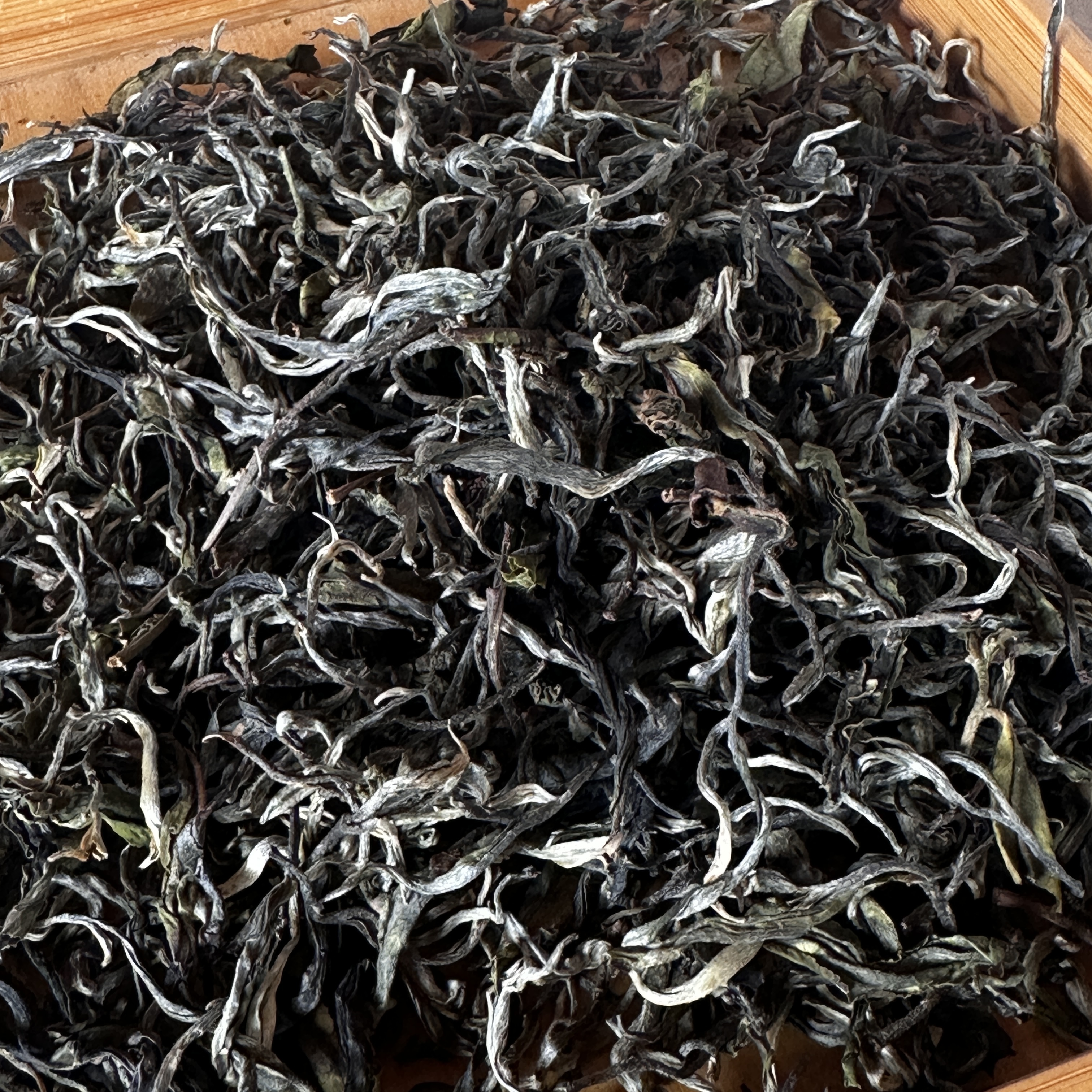 2025年易武丁家寨下寨凤凰窝单株古树50克/份