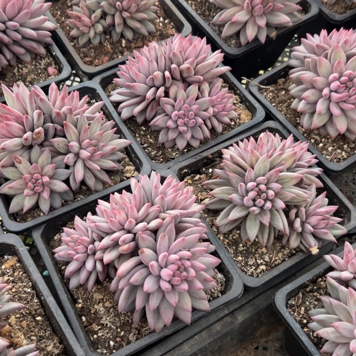 羽毛虞美人4头起随机发货