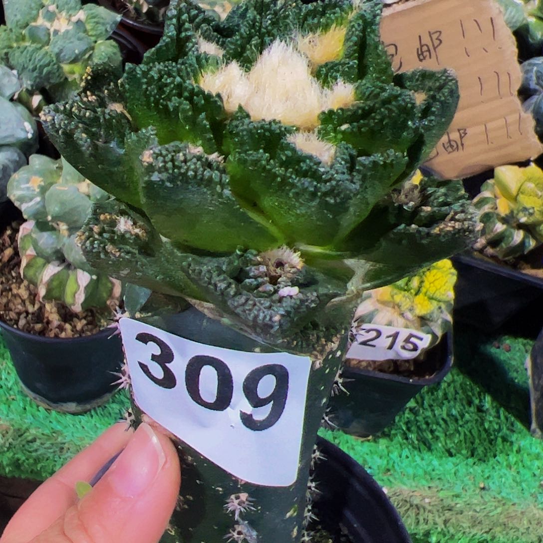 无花朵宽尤勃氏辛顿牡丹309