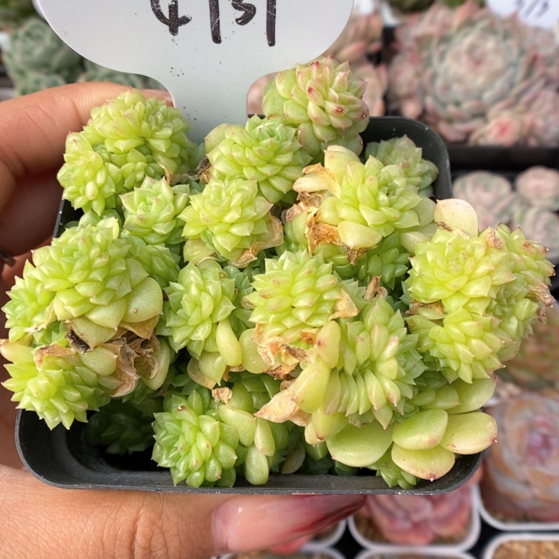 油透麦秆群生可拍4737号