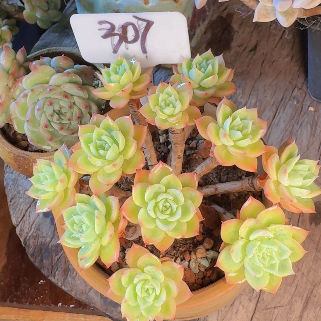 多肉植物的生长发育和