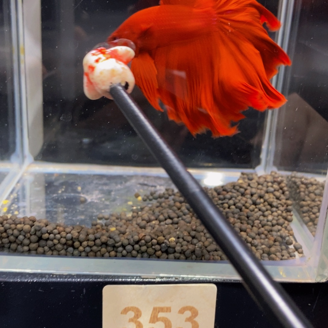 用***我斗鱼353巨斗11111