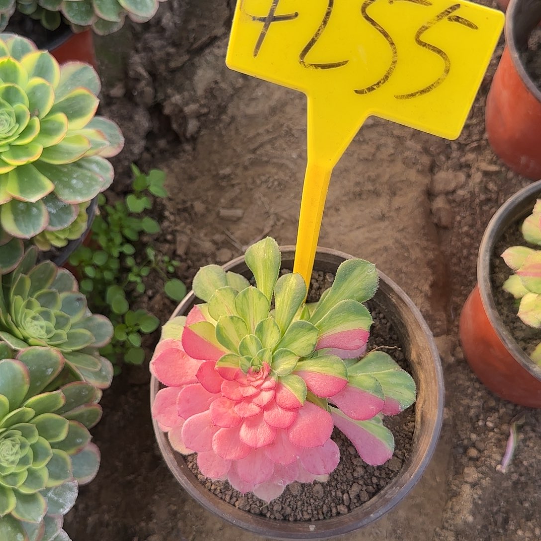 4255---知否。知否多头