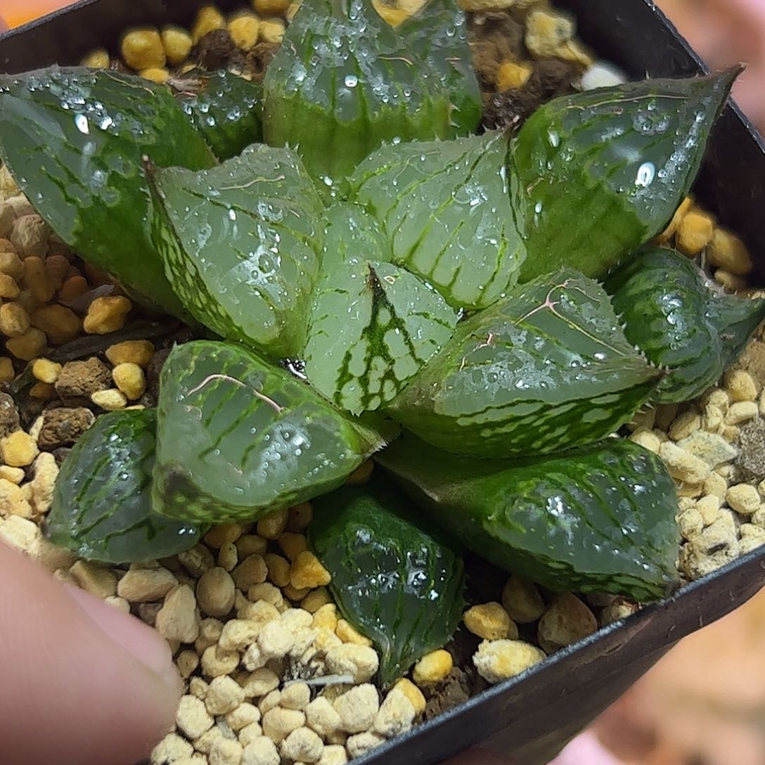 实生裹十二卷多肉植物满