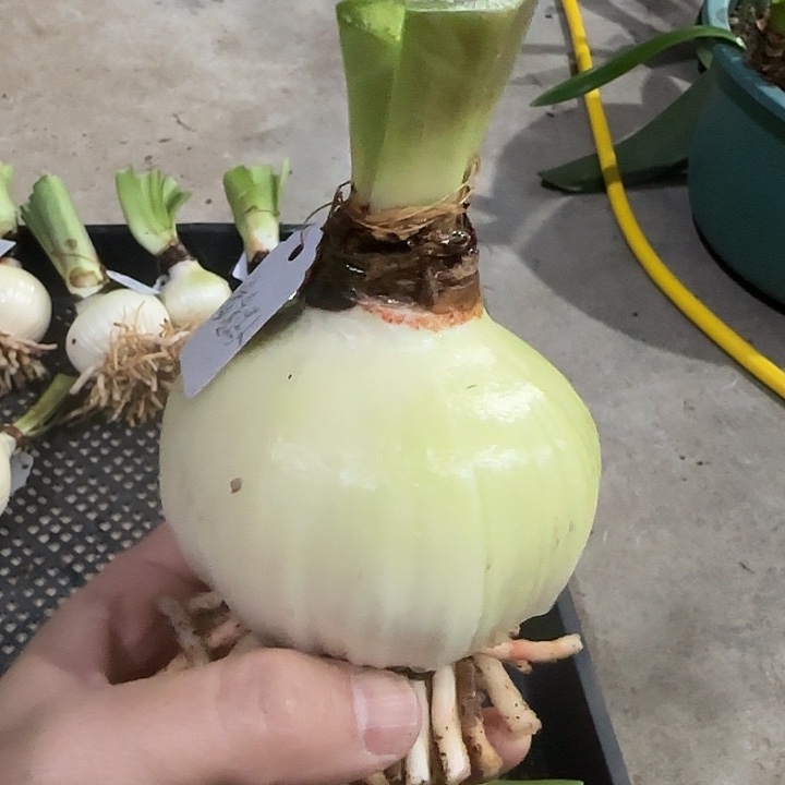 香香迷人7.8cm，裸球发货