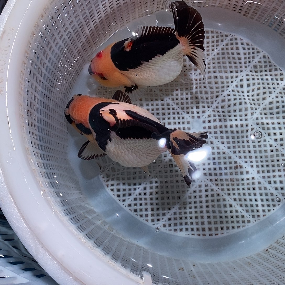 l***w海水鱼2条小的一个包裹