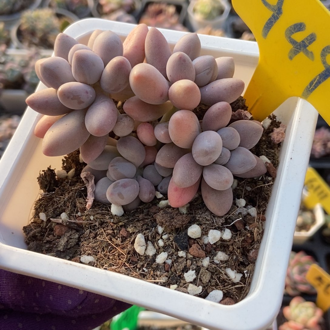 949粉色恋人多肉植物