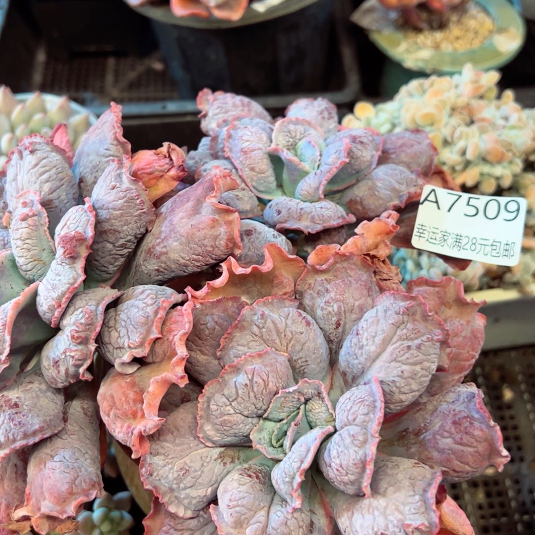 幸运的是我的朋友是