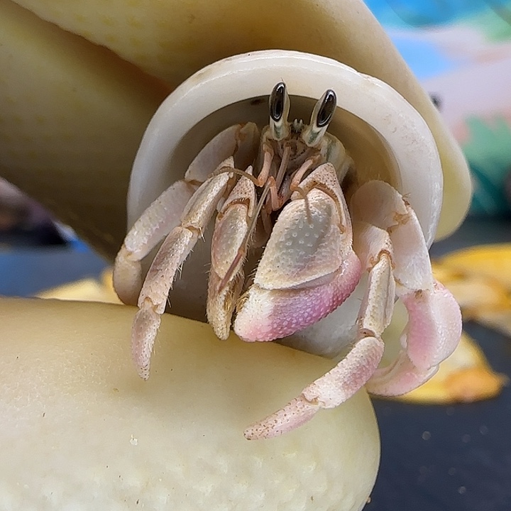 A73粉钳西沙灰白1.5cm口径