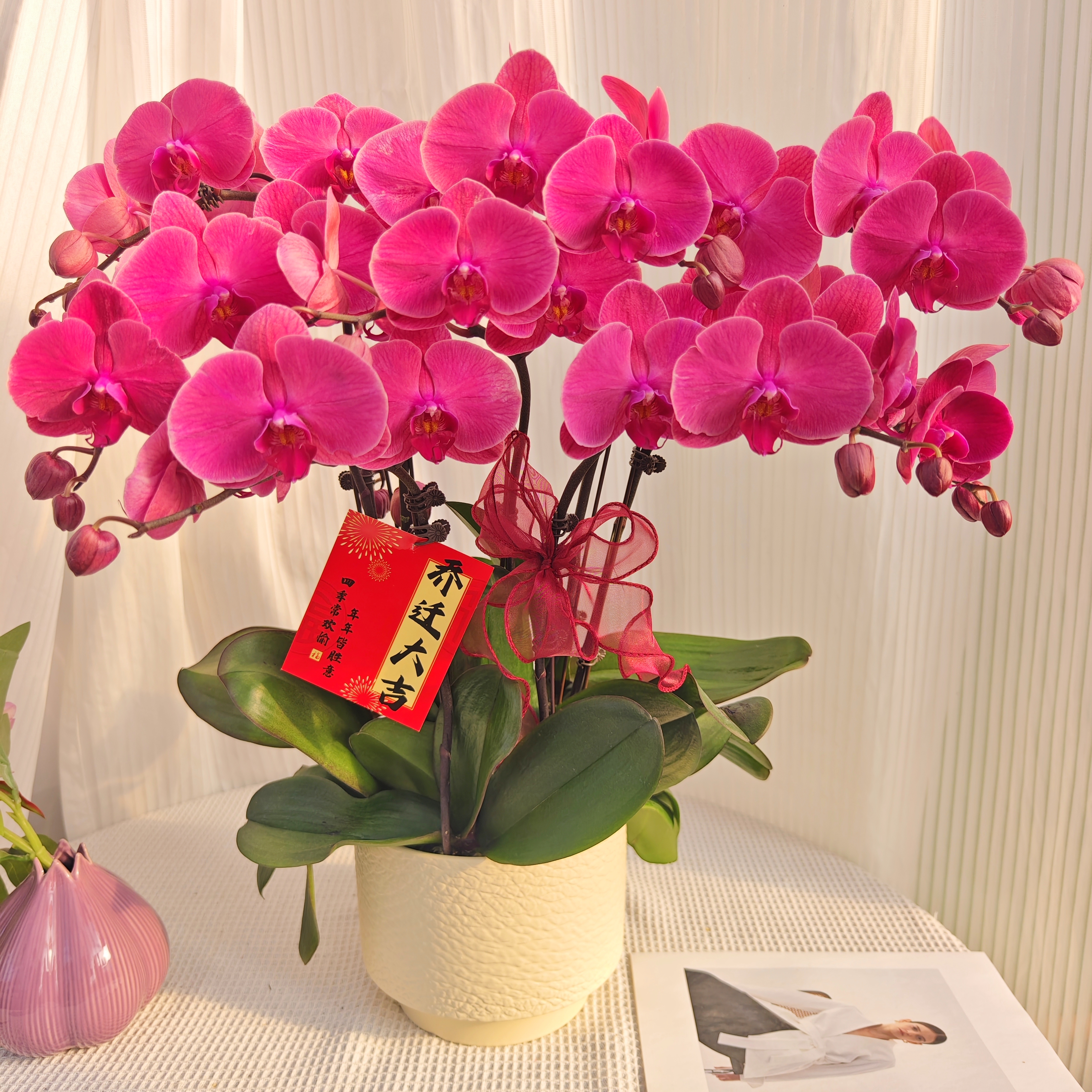 韵艺精选《福星高照》蝴蝶兰红色系大花高货好养耐养带花带花苞