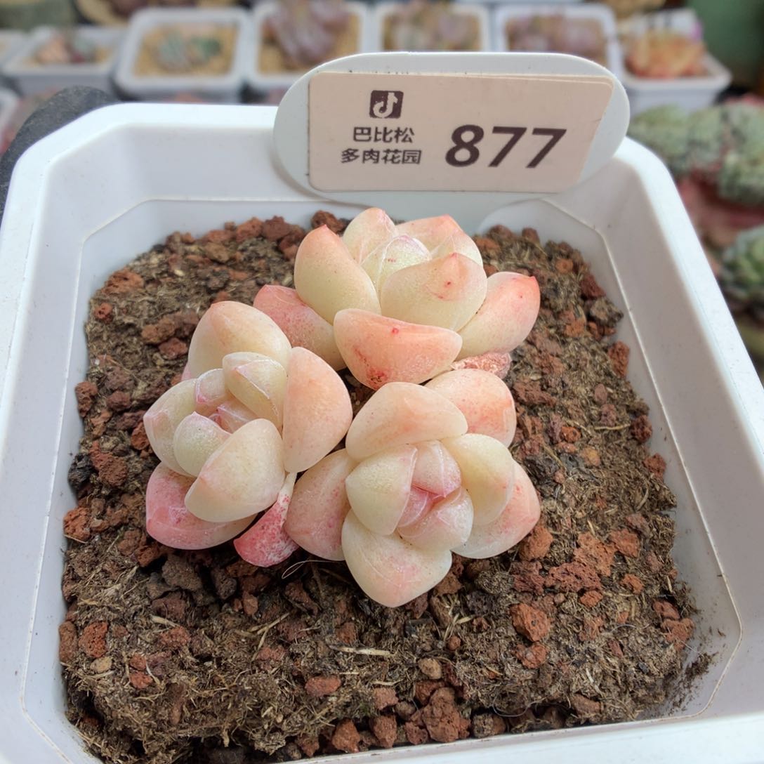 877 奶油冰玉多肉