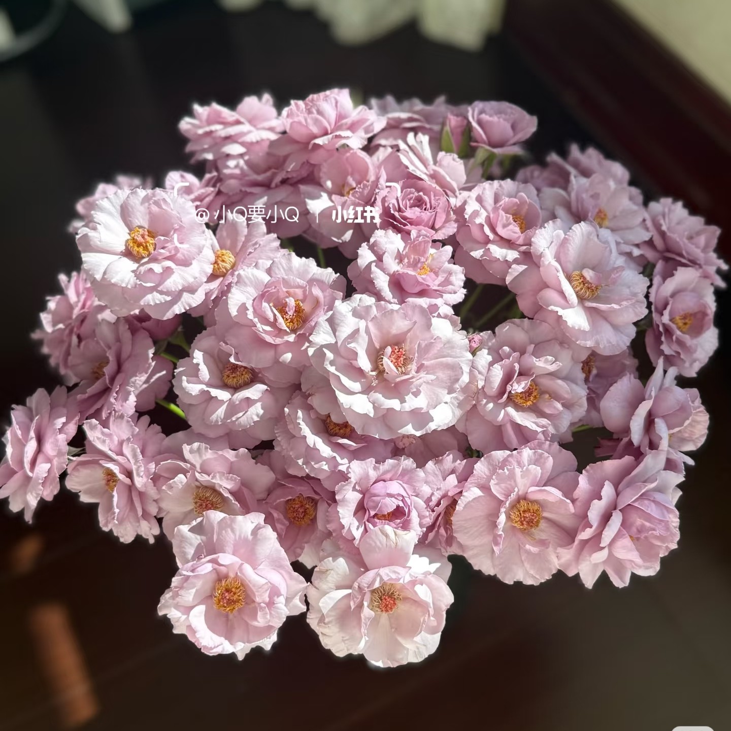 「嘤嘤怪鲜花」紫罗裙多头玫瑰云南直发顺丰包邮