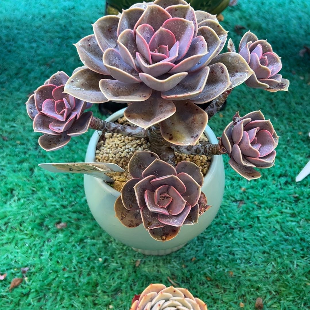 ꧁***꧂，，，，，，，，，，，，，，，，，