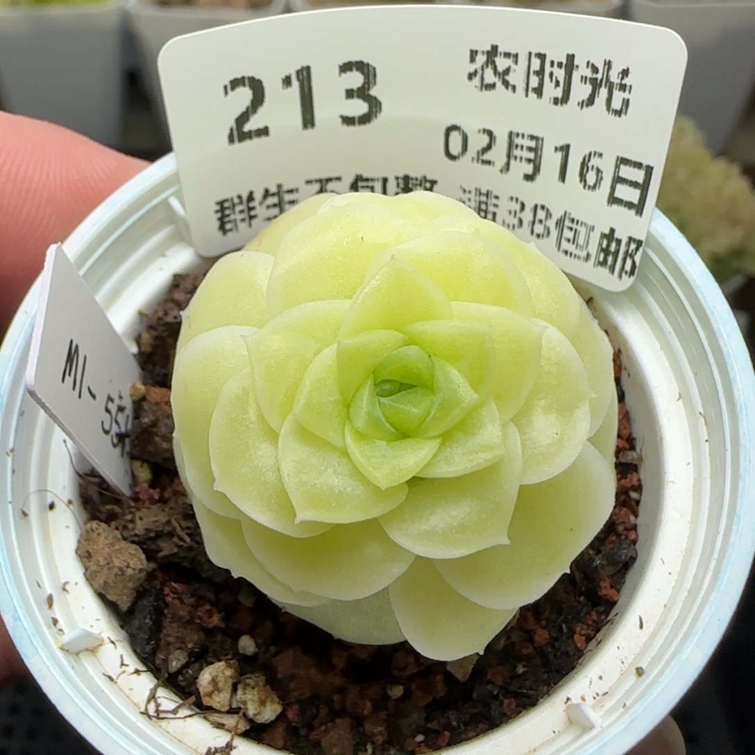 0216-213（M1-551）专拍