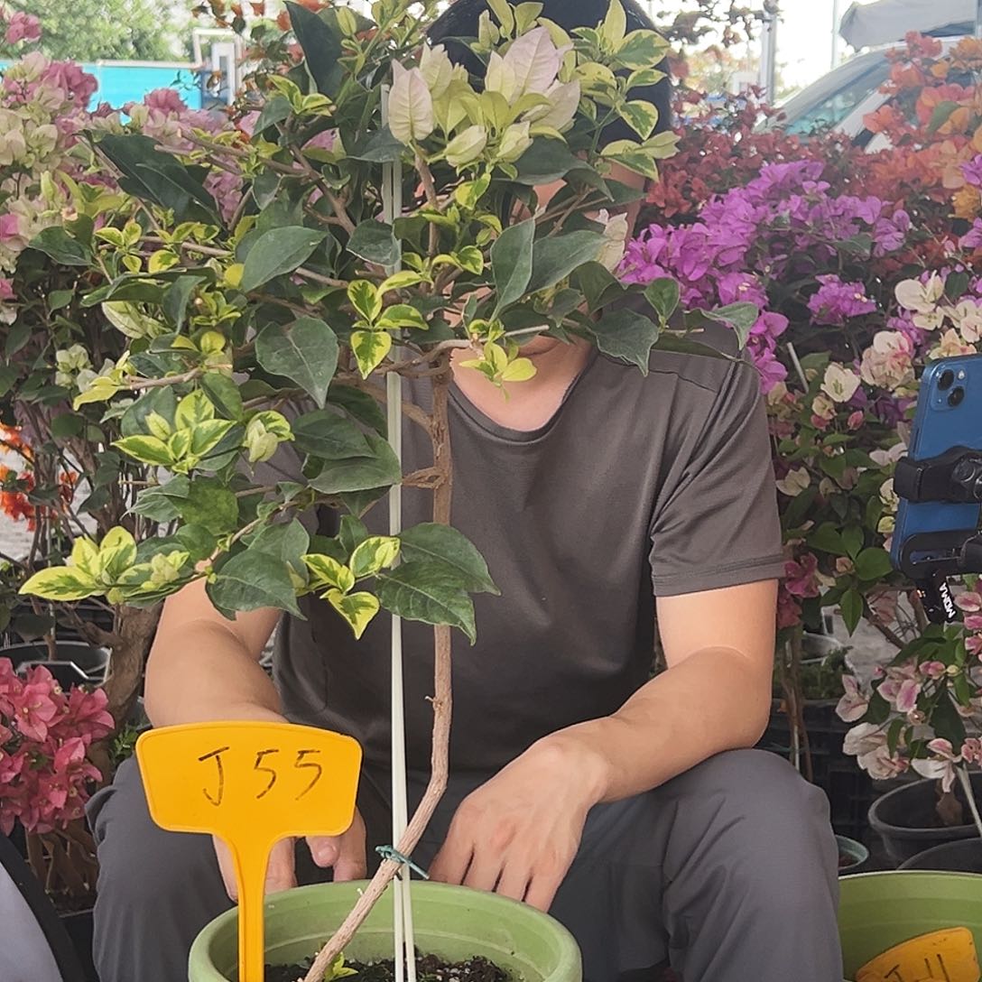 美***涵大部分花苞少量开放J55金边丽娜