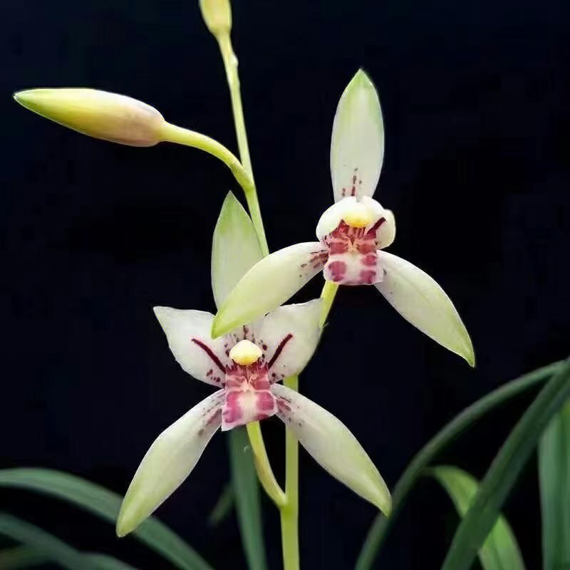 建兰小凤仙复色花夏秋季带花苞四季兰花苗室内喜阴花卉绿植浓香