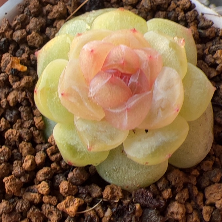 开播福利，一物一拍，精品糖心