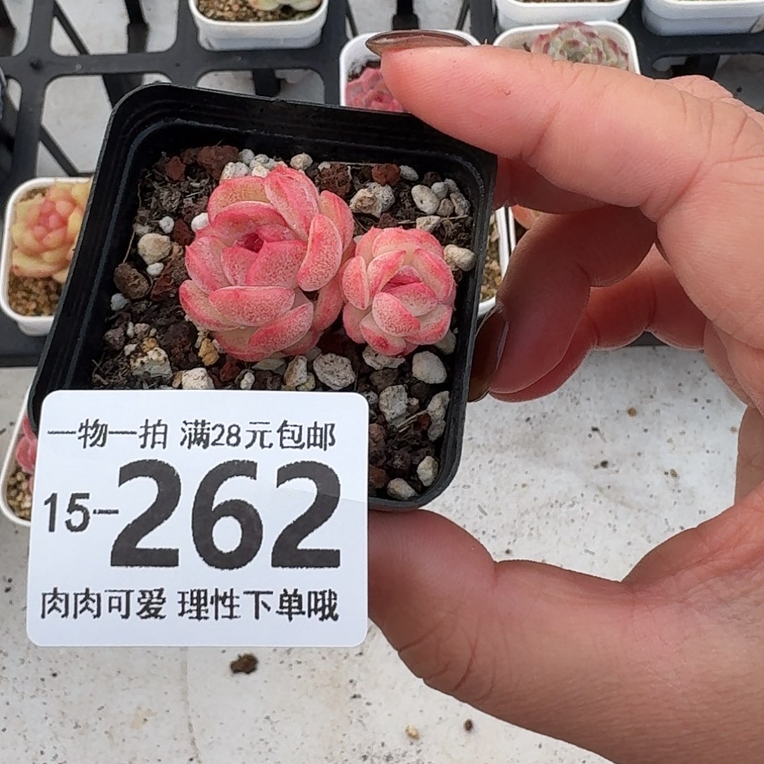 琴心无盆土发货无
