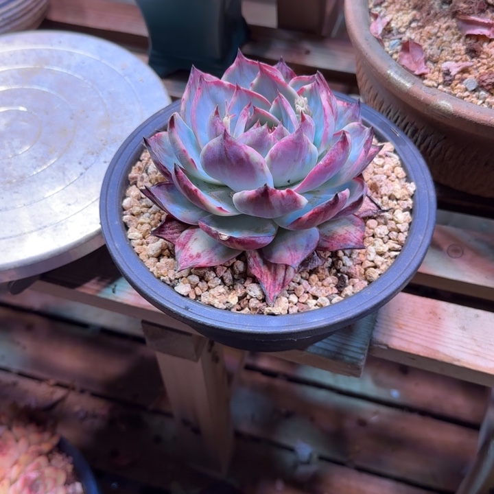 拉丝惊鸿多肉植物fu er fu chu