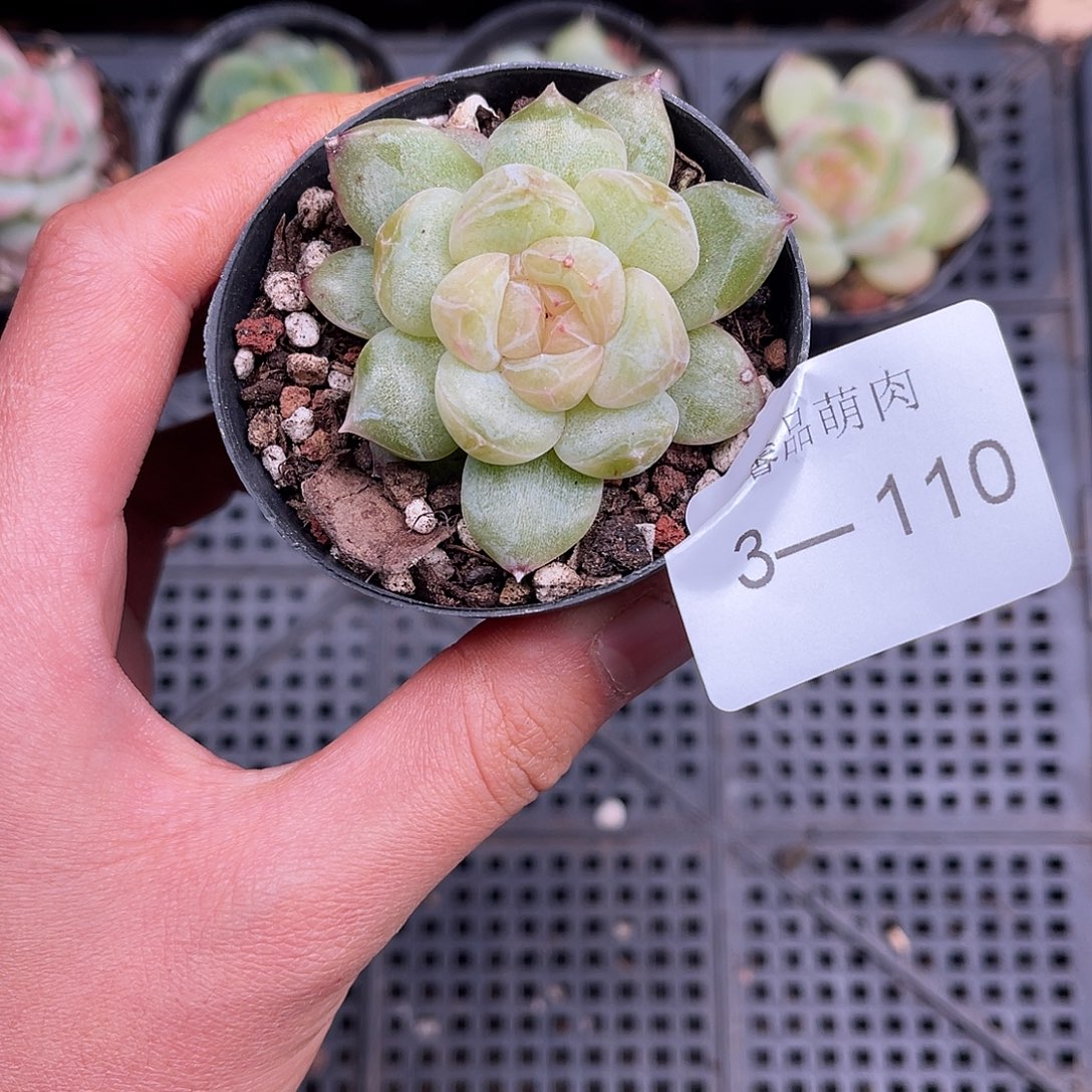 多肉一物一拍3-110