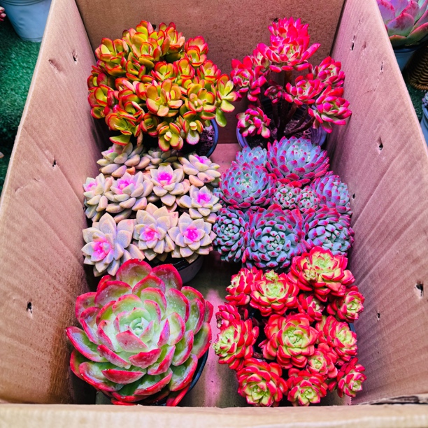 精品老桩多肉组合（一箱到手6盆 带盆土）新手好看好养老桩多肉