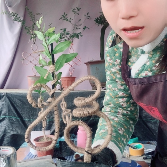 无花朵金弹子立体福