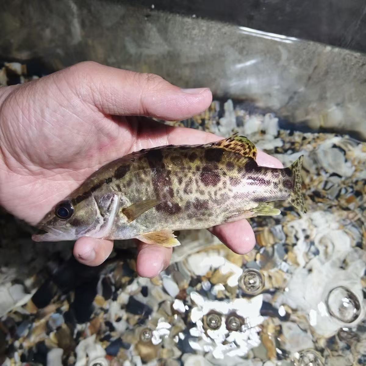 顺丰包邮河里大眼贵斑贵