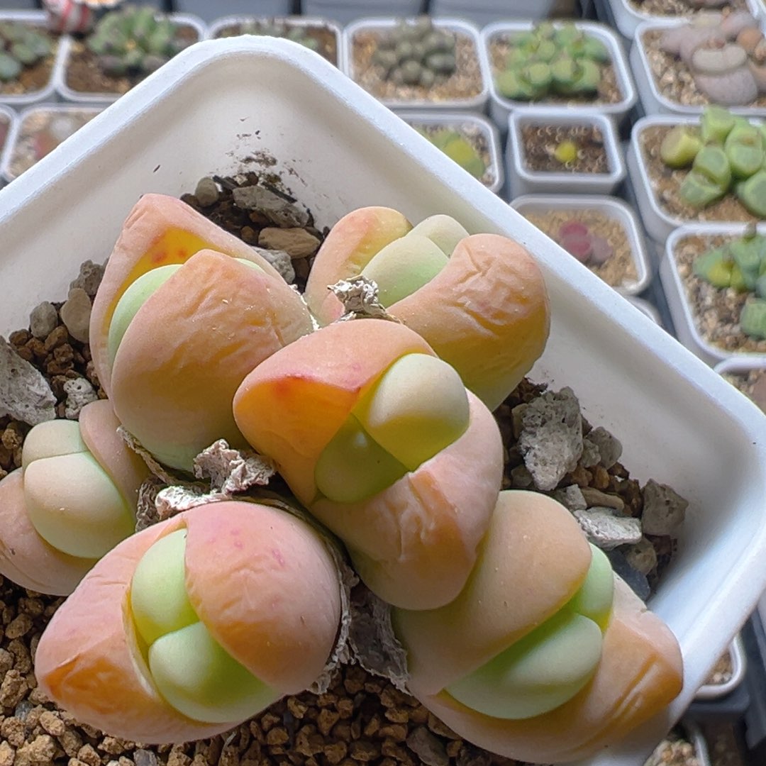 181多肉植物百科知识