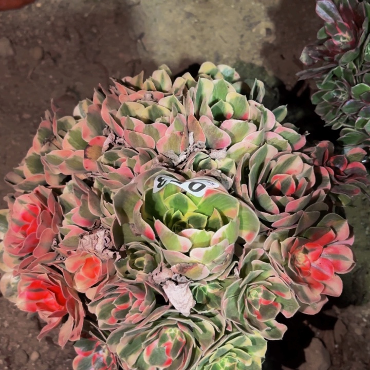 053青苹果多肉植物不售后