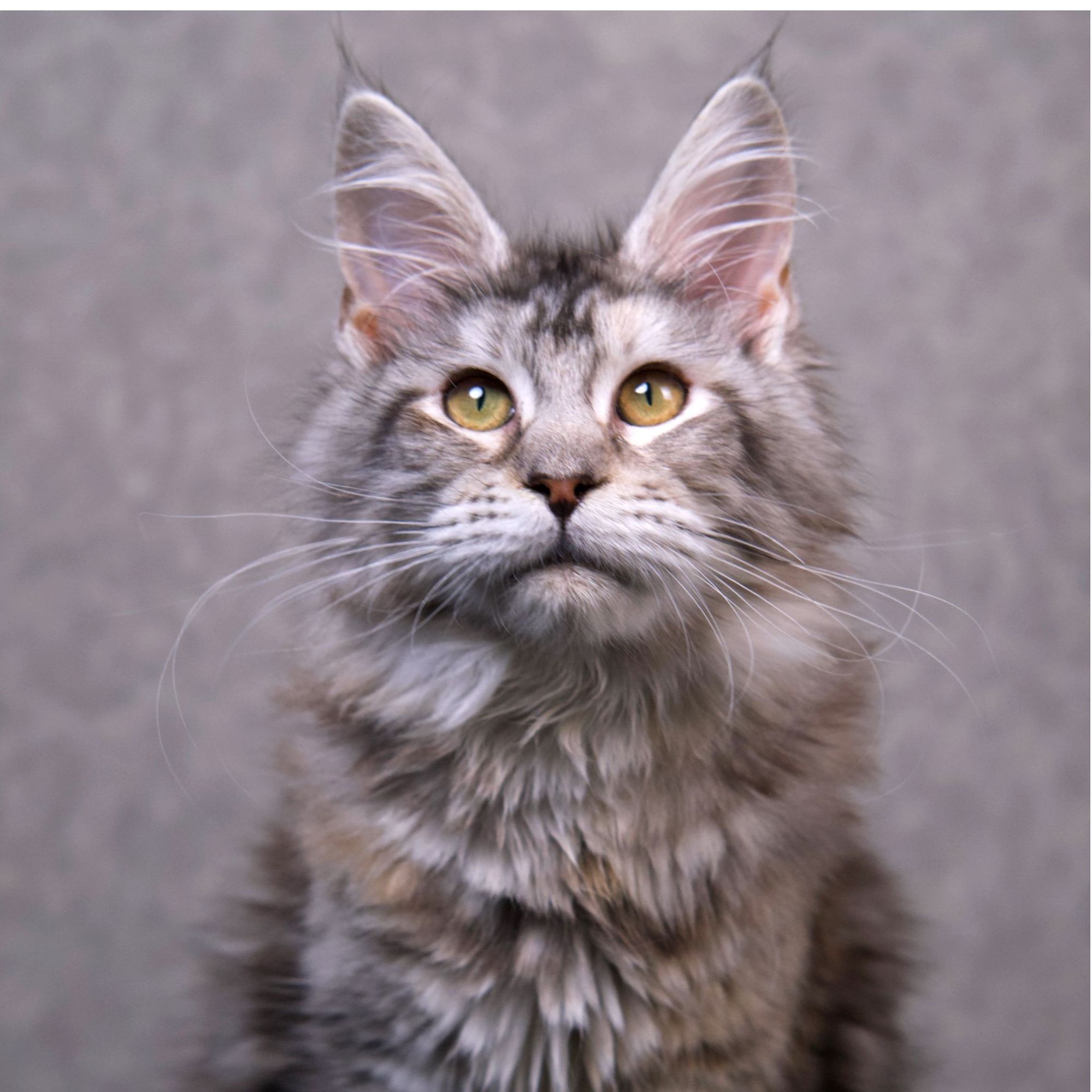 「贴贴」银补丁缅因猫妹妹