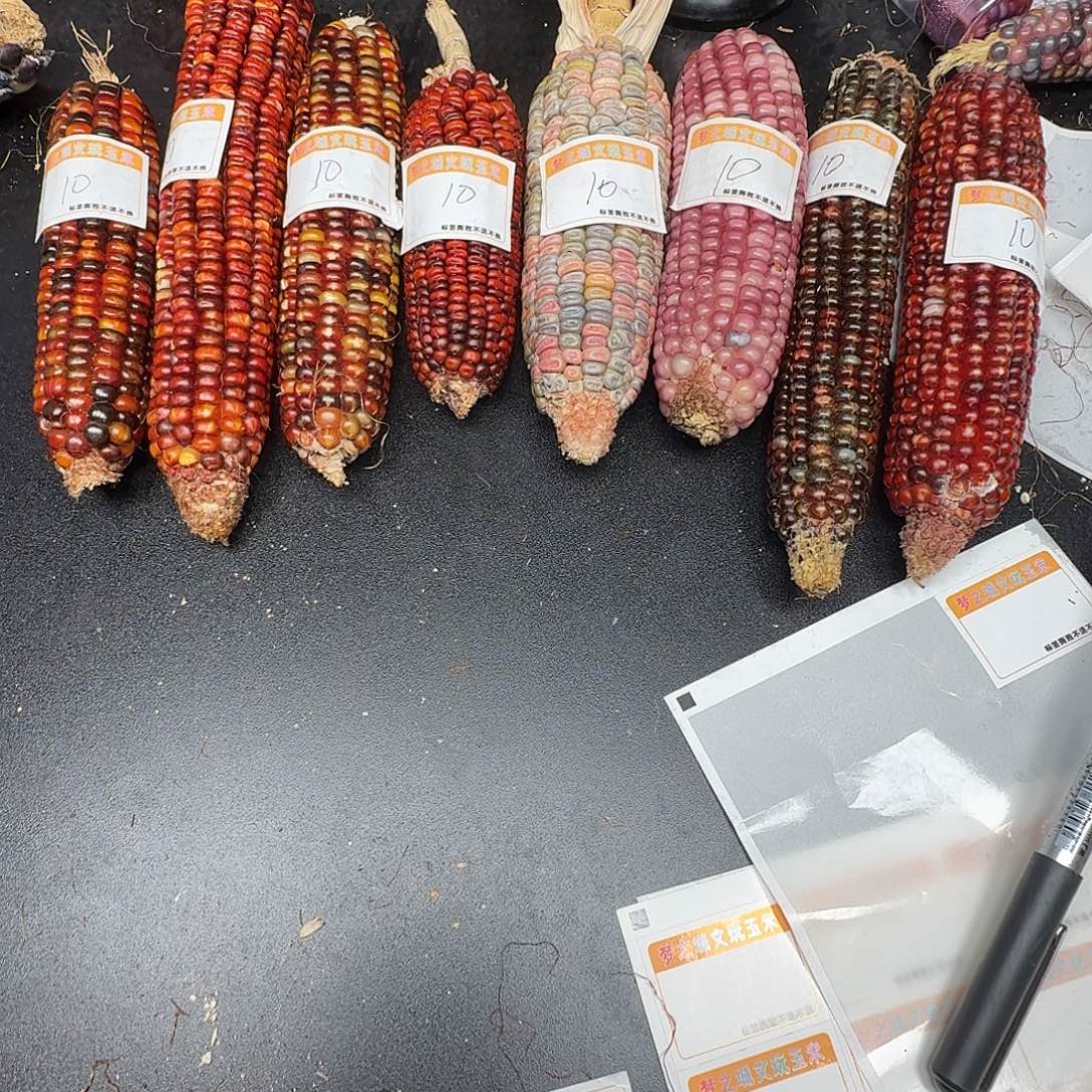 S***_大叶紫檀（黑酸枝木类）