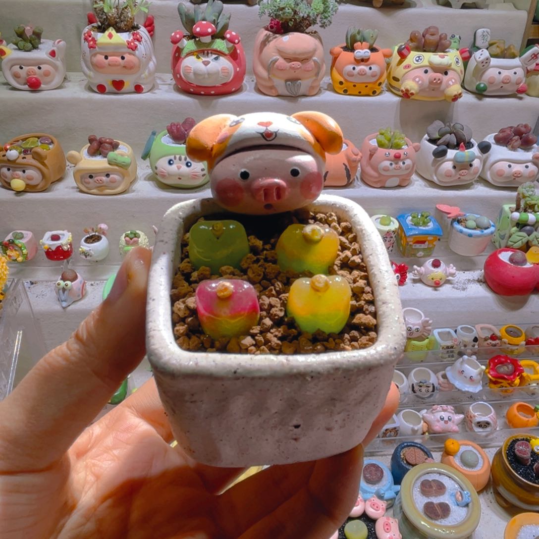 012高端多肉带盆土一套58