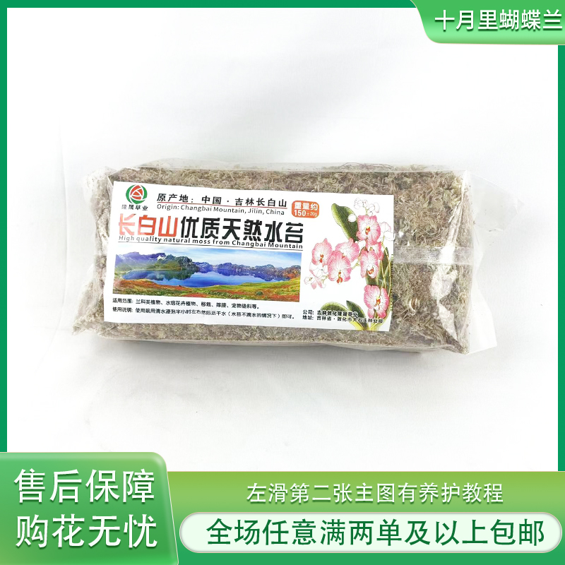 十月里蝴蝶兰【蝴蝶兰专用植料 优质水苔150克】