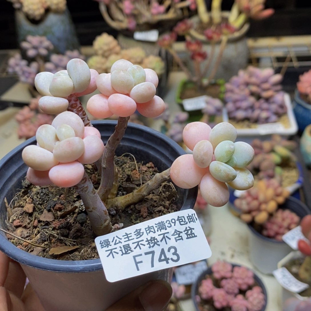 743橘子香水多肉5c m