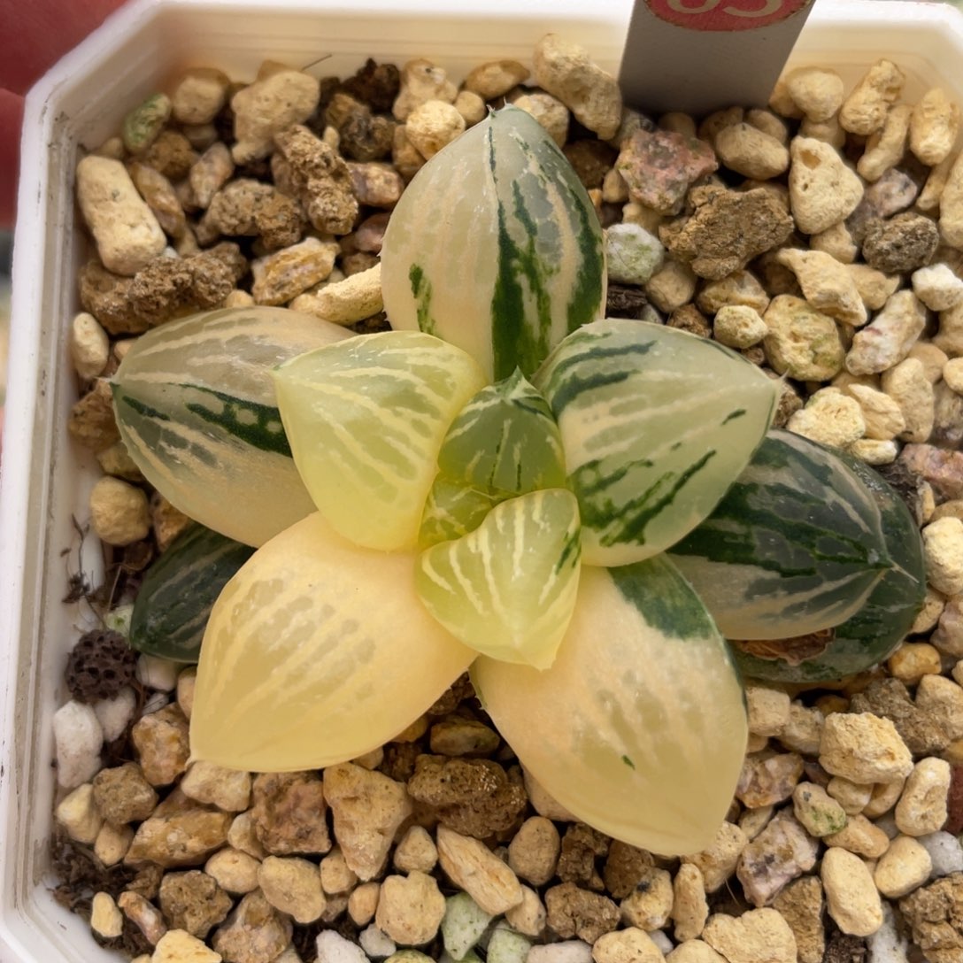 小蔡的菜园65玉潭寿锦