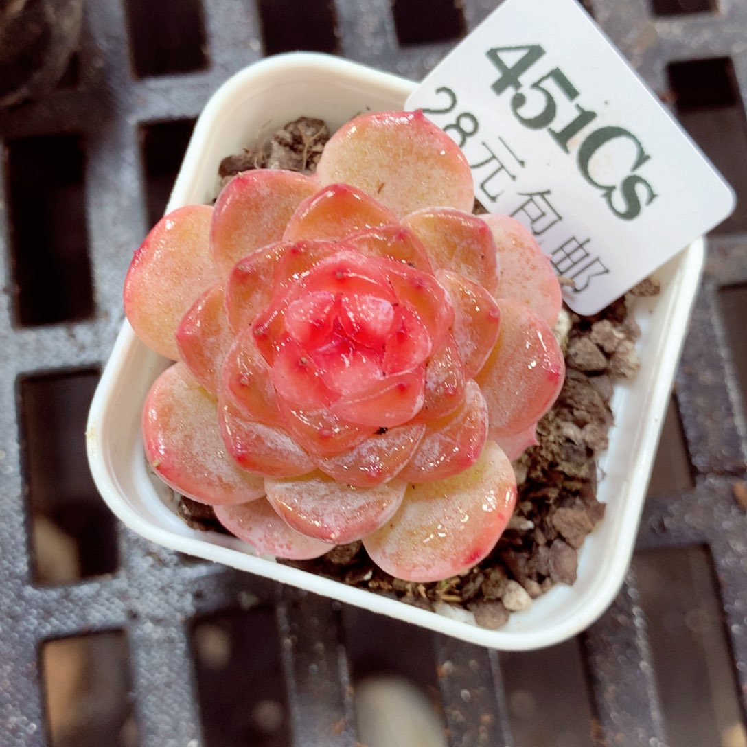 5厘米盆精控多肉451 