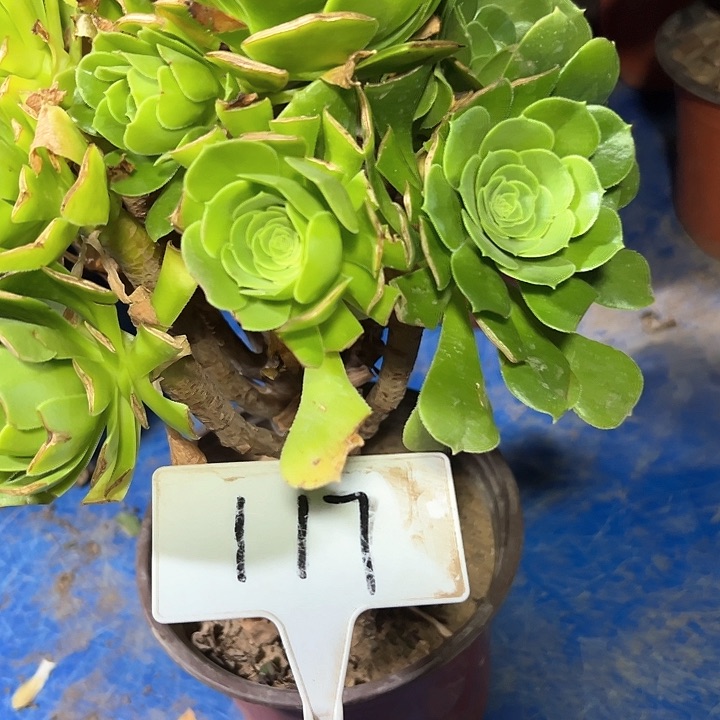 多肉植物绿羊绒法师