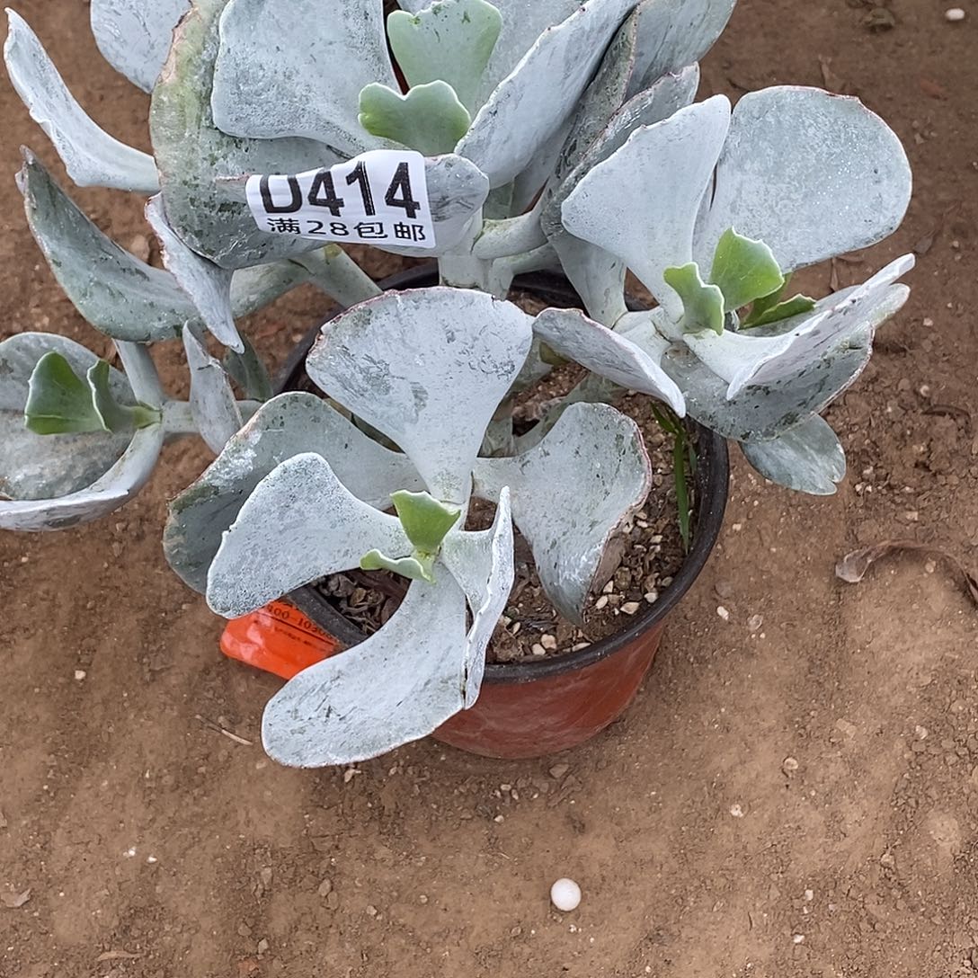 去***泰414 多肉植物不包断枝