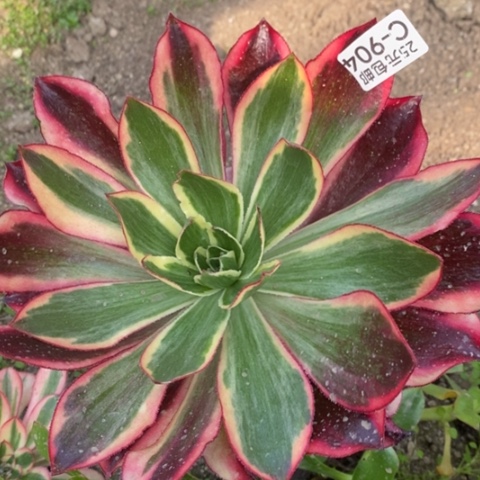 904嫁接魅影满25包邮多肉