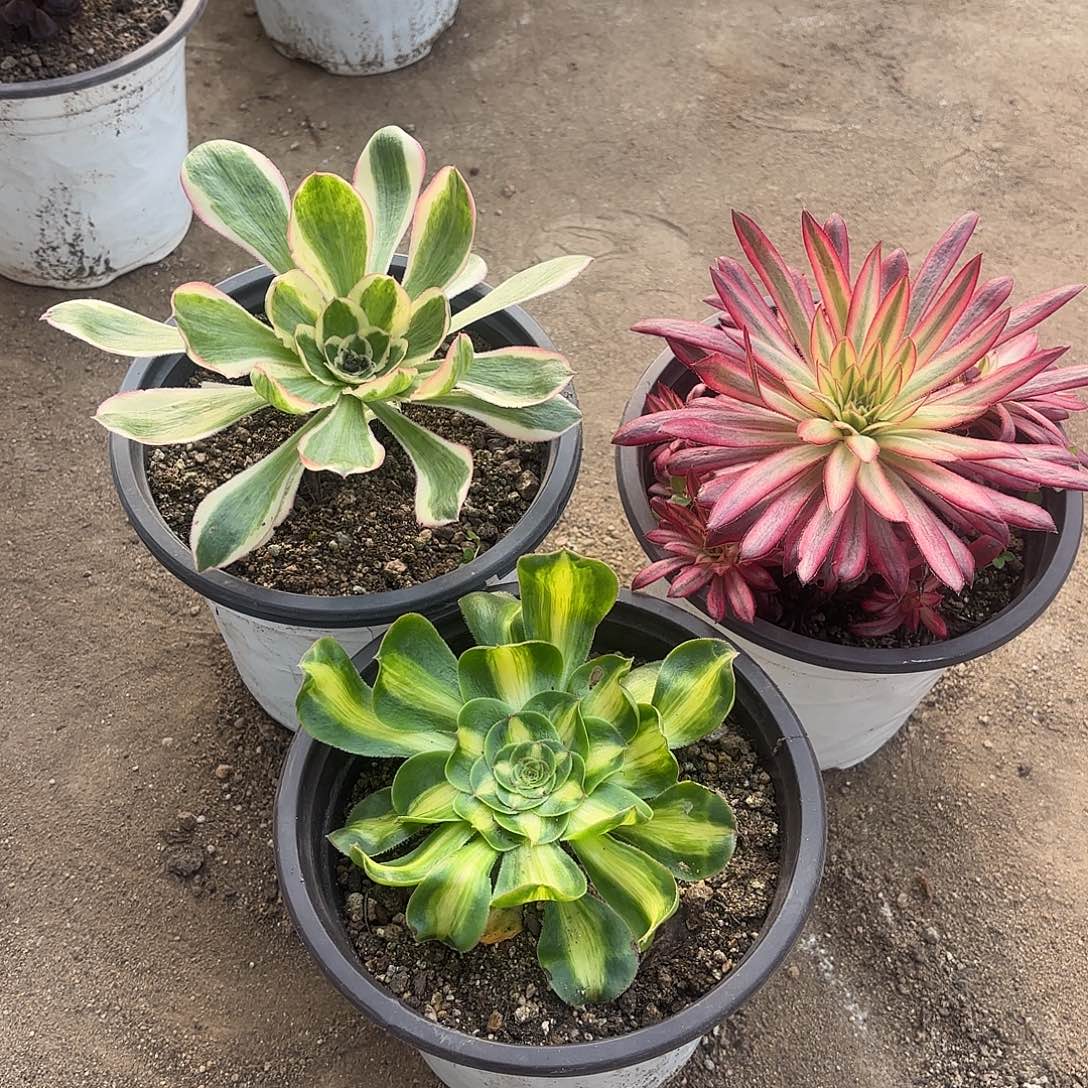 颜资金朱雀暴君多肉植物