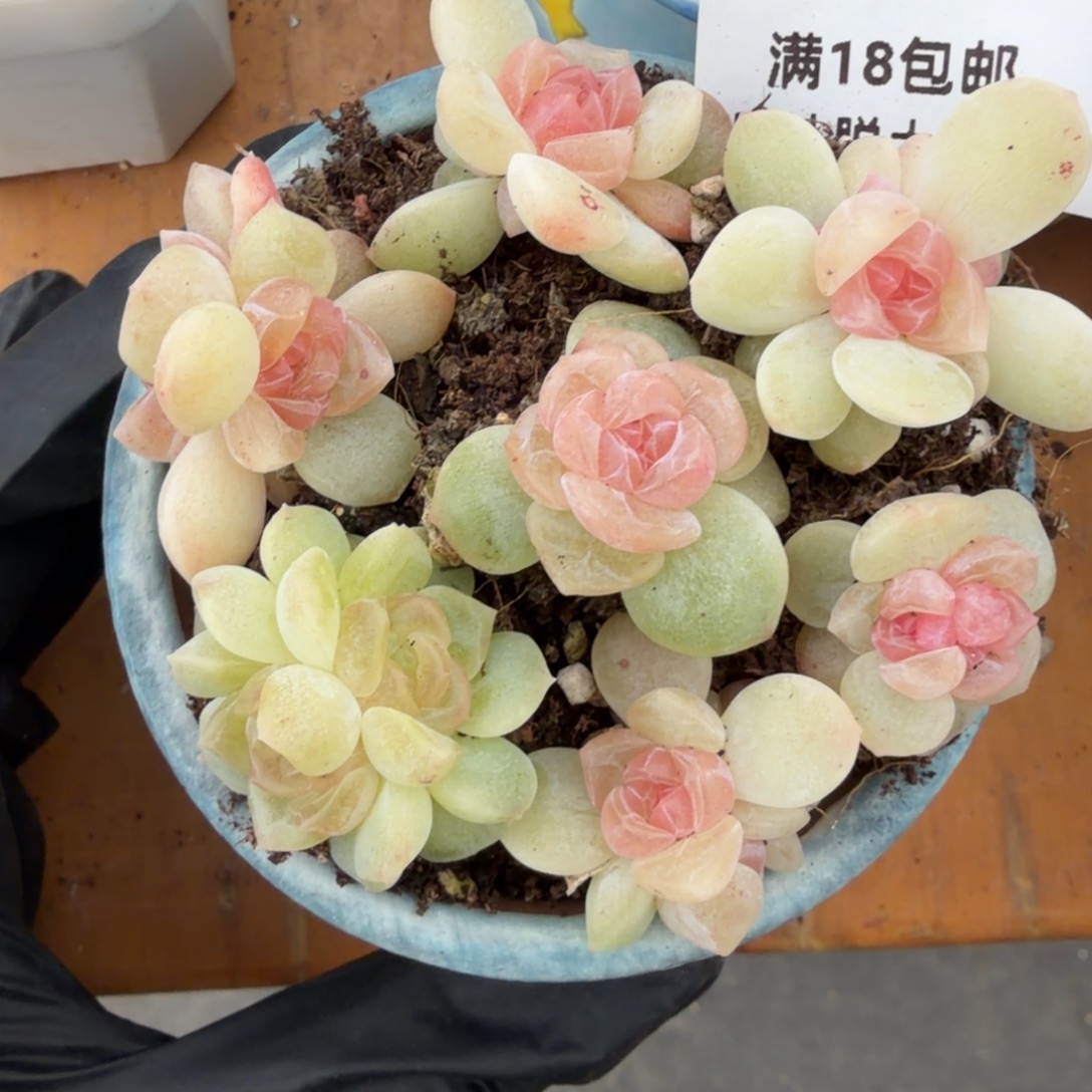 东篱下多肉组合还差72